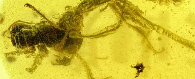 Доисторический «адский муравей» застрял в янтаре вместе со своей жертвой 