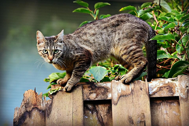 Ученые решили повысить качество диагностики остеоартрита у кошек