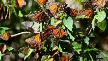 Бабочки-монархи, выращенные в помещениях, слабее своих диких собратьев