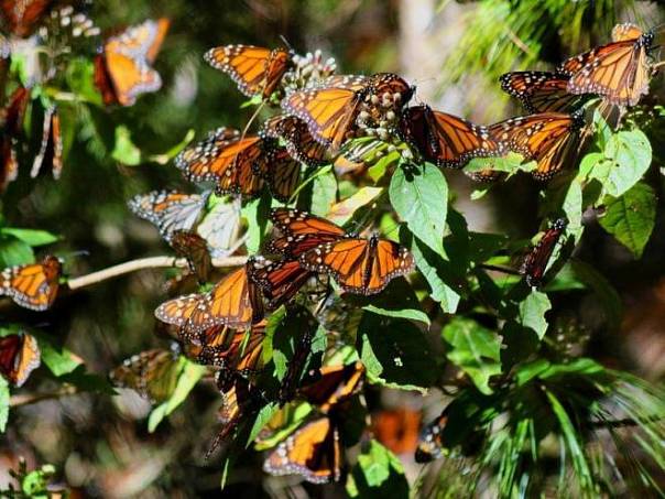 Бабочки-монархи, выращенные в помещениях, слабее своих диких собратьев