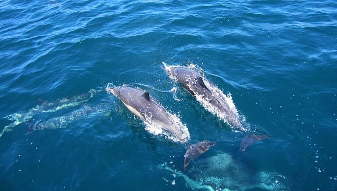 Подводные роботы смогут «плавать» как дельфины и косатки