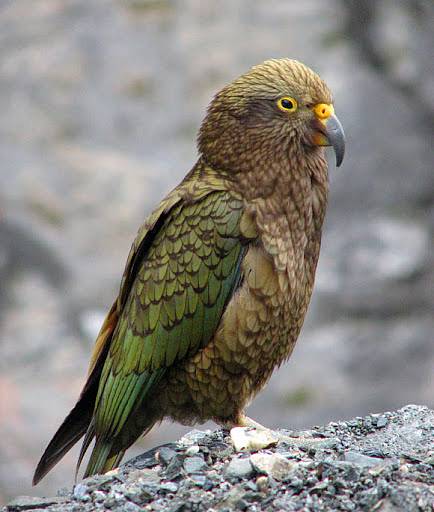 Новозеландские попугаи не различают реальное и виртуальное