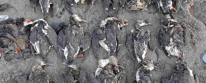 Гигантская океанская тепловая волна спровоцировала крупнейшую в истории гибель морских птиц