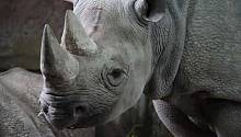 В неволе у черных носорогов развивается гемохроматоз