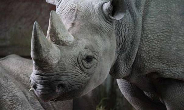 В неволе у черных носорогов развивается гемохроматоз