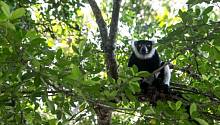 Лемуры острова Мадагаскар находятся под угрозой вымирания