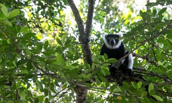 Лемуры острова Мадагаскар находятся под угрозой вымирания