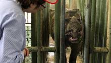 В Малайзии умер последний суматранский носорог