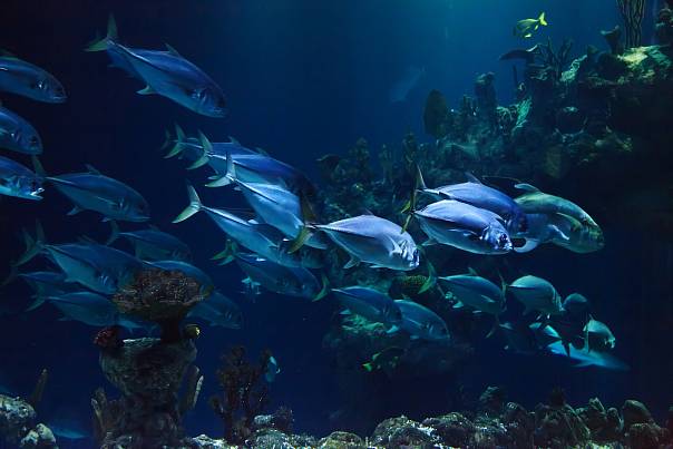Ученые выяснили, что рыбы давно используют различные звуки в процессе коммуникации
