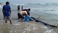 На Шри-Ланке волонтеры пытаются спасти выбросившихся на берег китов 