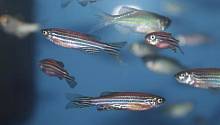 Рыбий глаз: учёные обнаружили в рыбах потенциальное лекарство от слепоты