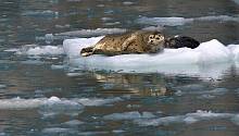 Таяние льда в Арктике связано с появлением смертельного вируса у морских животных