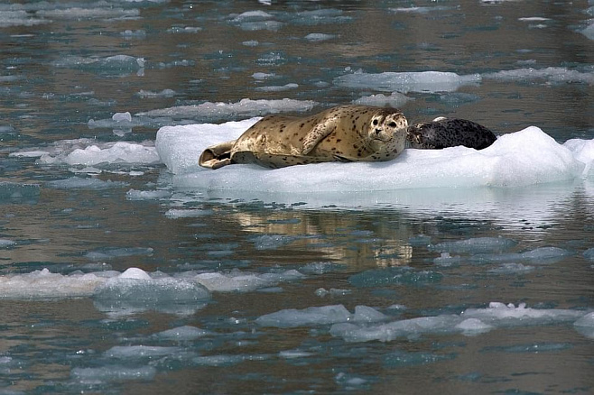 Таяние льда в Арктике связано с появлением смертельного вируса у морских животных