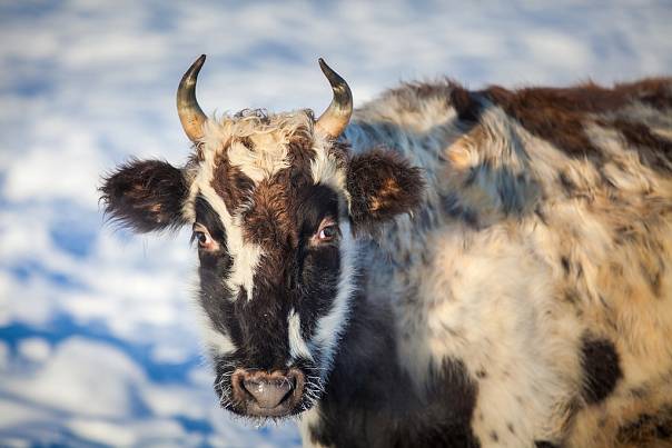  Якутская корова – источник ценных омега-3 жирных кислот