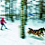 Лыжи + собаки = скиджоринг