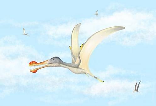 В Африке нашли окаменелости летающих рептилий возрастом 100 миллионов лет