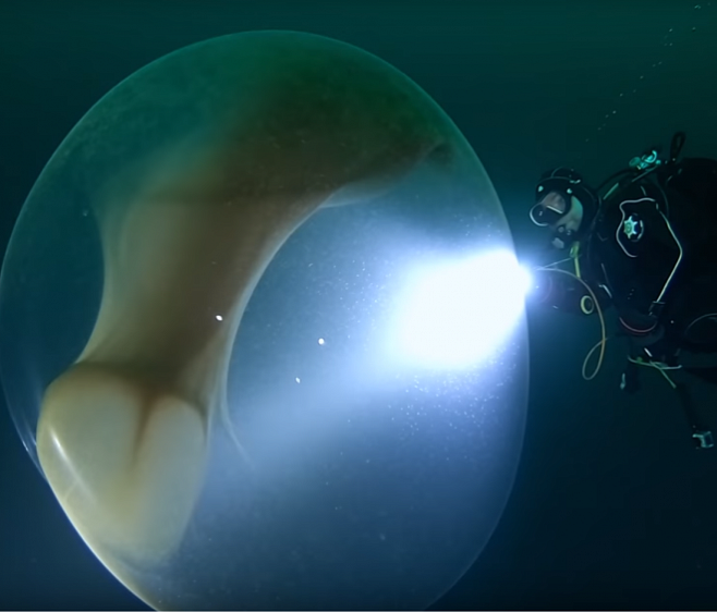 Дайверы нашли уникальное скопление яиц кальмаров