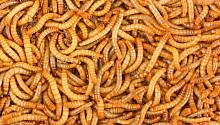 Мучных червей предложили кормить пенополистеролом