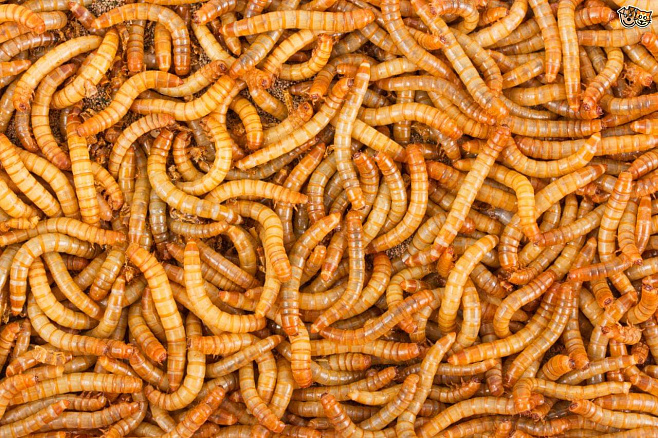 Мучных червей предложили кормить пенополистеролом