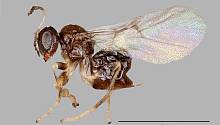 Ученые несколько лет изучали новый вид осы – Neuroterus valhalla 