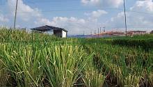 Климатические изменения могут успешно сказаться на урожайности риса