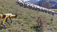 Робособаку Spot научили пасти овец
