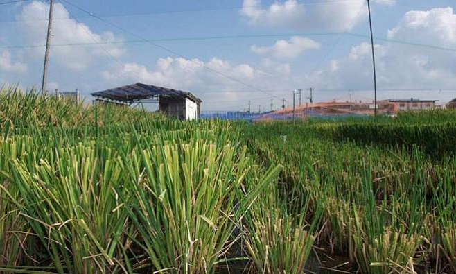 Климатические изменения могут успешно сказаться на урожайности риса