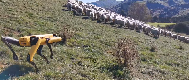 Робособаку Spot научили пасти овец
