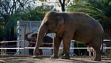 Самый одинокий слон в мире переезжает в заповедник в Камбодже 
