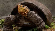 Считавшийся вымершим вид галапагосской черепахи обнаружен на острове Фернандина