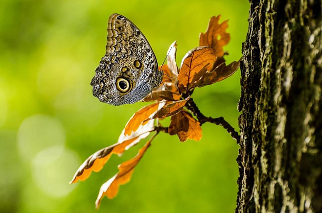 Некоторые бабочки меняют размер своих глазных пятен