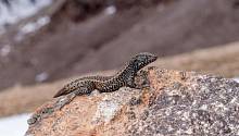 Перуанская ящерица побила рекорд по обитанию в высокогорных экосистемах 