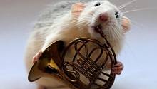 Музыкальные крысы
