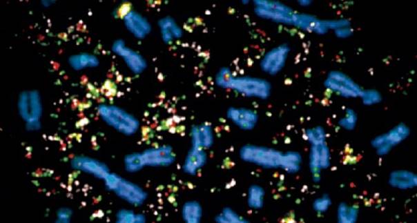Как распад хромосом делает раковые клетки стойкими к препаратам?