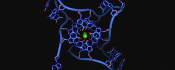 Впервые удалось увидеть редкую 4-цепочечную ДНК в действии    
