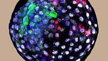 Созданы эмбрионы-химеры, состоящие из клеток обезьяны и человека