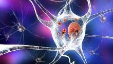 Ученые выяснили, что именно делает загадочный белок, убивающий клетки мозга у пациентов с болезнью Паркинсона 