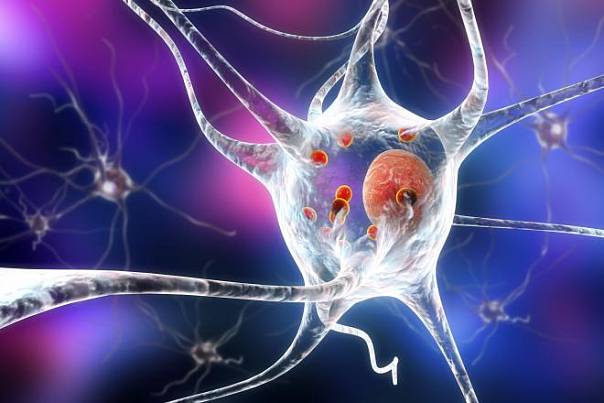 Ученые выяснили, что именно делает загадочный белок, убивающий клетки мозга у пациентов с болезнью Паркинсона 