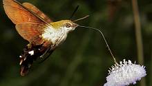 Исследователи изучили удивительное зрение «бабочек-колибри»