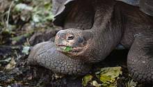 На Галапагосских островах нашли новый вид гигантских черепах