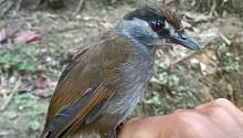 На острове Борнео поймали птицу, которую последний раз видели 180 лет назад 