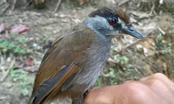 На острове Борнео поймали птицу, которую последний раз видели 180 лет назад 