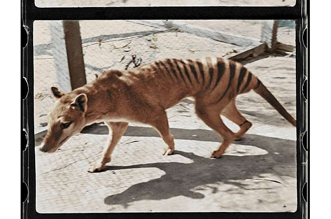 Теперь кадры из жизни последней особи тасманского тигра можно увидеть в цвете