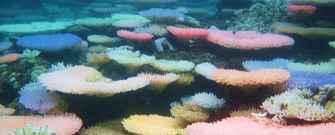 Неоновое свечение защищает обесцвеченные кораллы 