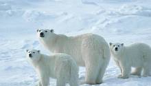 Таяние льдов заставило белых медведей расширить зоны поиска пищи