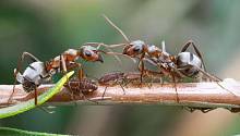 Почему муравьи, как правило, устойчивы к болезням?