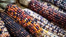 кукуруза с разноцветными зернами