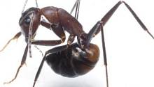 Для защиты от отравления муравьи глотают кислоту, выделяемую собственным брюшком