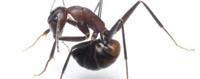 Для защиты от отравления муравьи глотают кислоту, выделяемую собственным брюшком