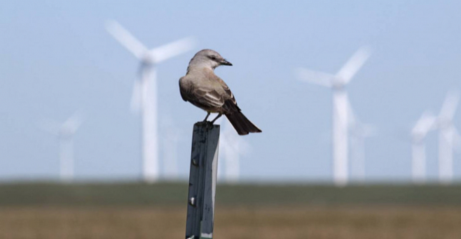 В Норвегии придумали, как спасти птиц от смертоносных лопастей ветряных мельниц